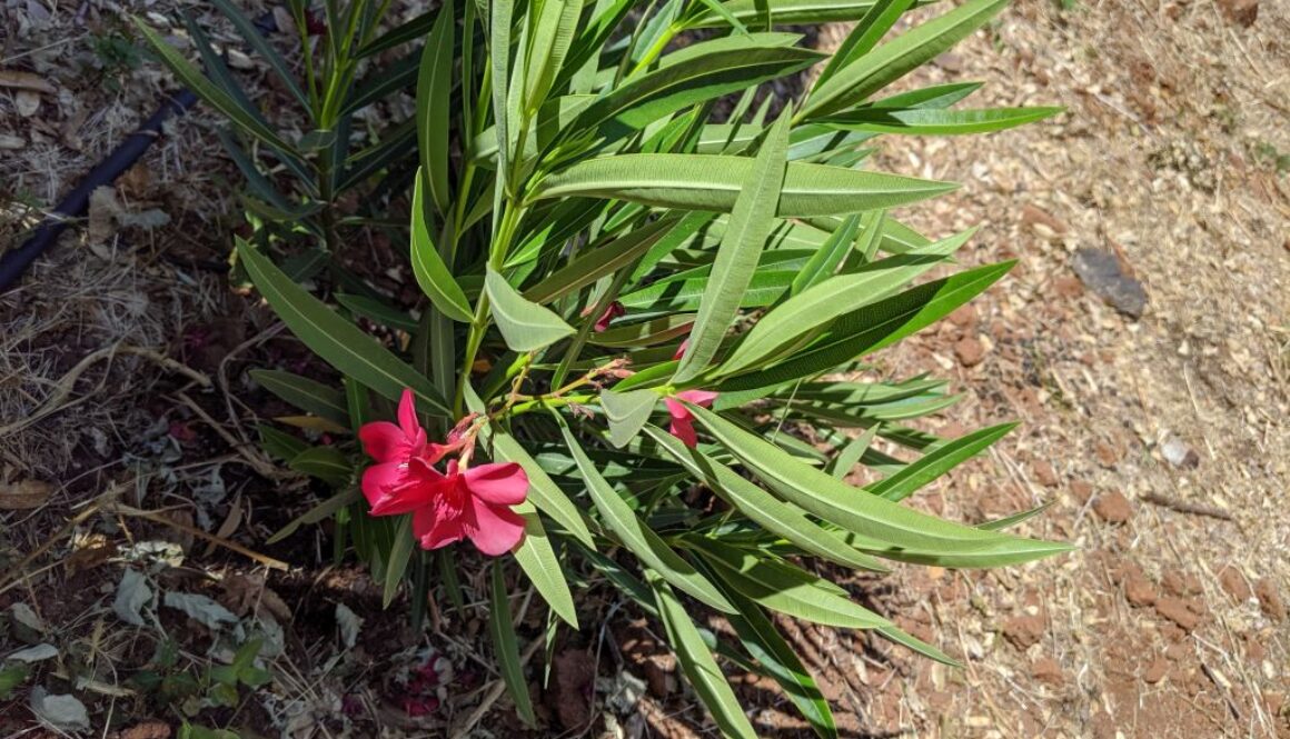 oleander-2